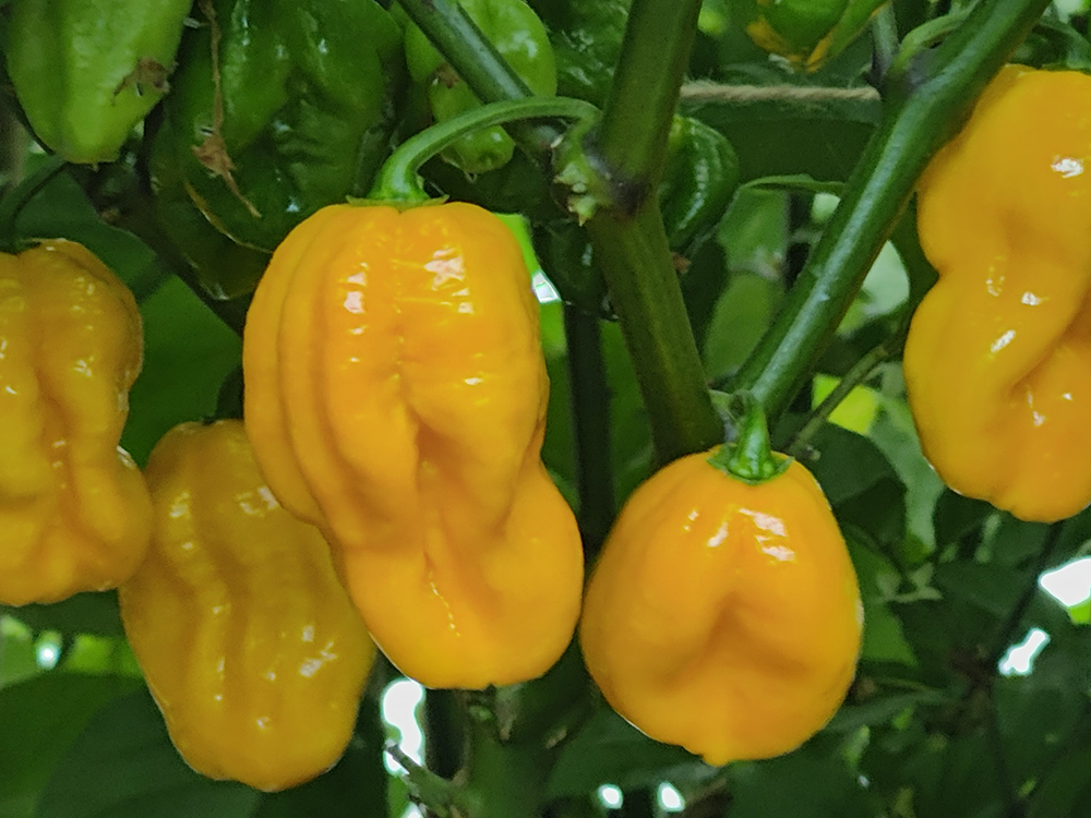 Above: Bon bombs! Beautifully sweet-looking pods,
laden with explosive flavour, ripening in Hot Dunstable’s XL modules