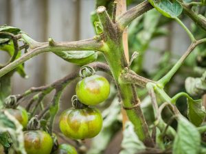 Tomato problems. Close-up of tomato plant with blight, a fungal disease in UK garden