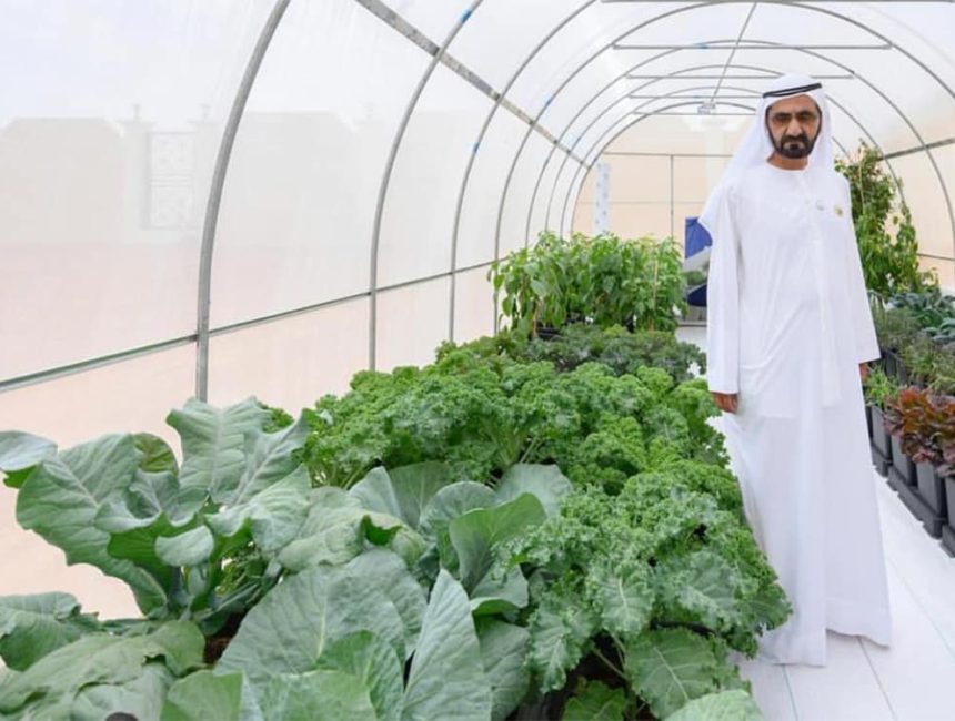 Sheikh_Mohammed_bin_Rashid_Al_Maktoum_Vice_President_and_Prime_Minister_of_the_UAE_and_Ruler_of_the_Emirate_of_Dubai_visits_NABTAs_AutoPot_greenhouses