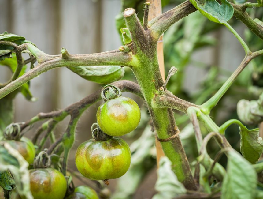 Tomato problems. Close-up of tomato plant with blight, a fungal disease in UK garden