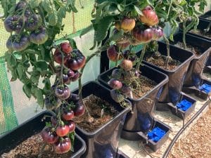 Niall radford growing his vegetable plants with AutoPot systems