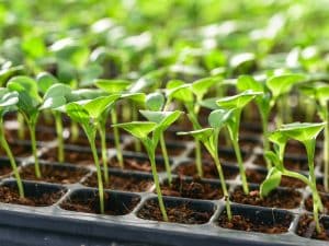 Small seedlings of lettuce growing in cultivation tray by AutoPot