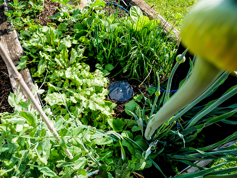 Born free, AQUAbox Spyder feeding and irrigating an outdoor raised bed