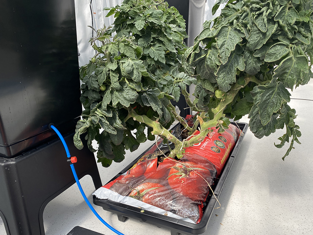 Both the tomatoes in the Tray2Grow Planter and those in growbag configuration have had their vines trained to a V-shape, distributing the sheer weight and improving accessibility