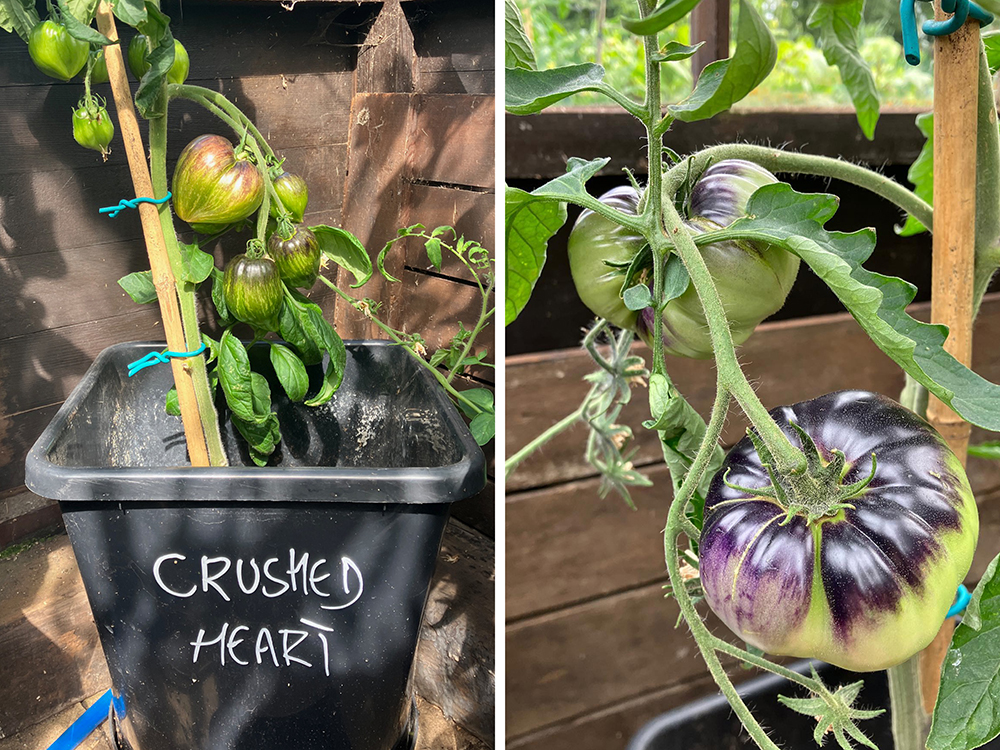Crushed Hearts and Sart Roloise tomatoes thriving in Niall’s coir / compost / perlite grow media