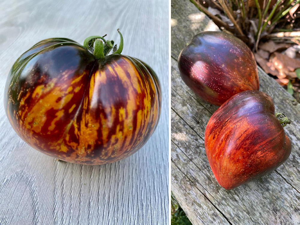 How do you KNOW you can trust Lance when he talks about growing? See above!
Stunning Queen Of The Night and Princess Of Gothic fruits by Tomato Revolution
