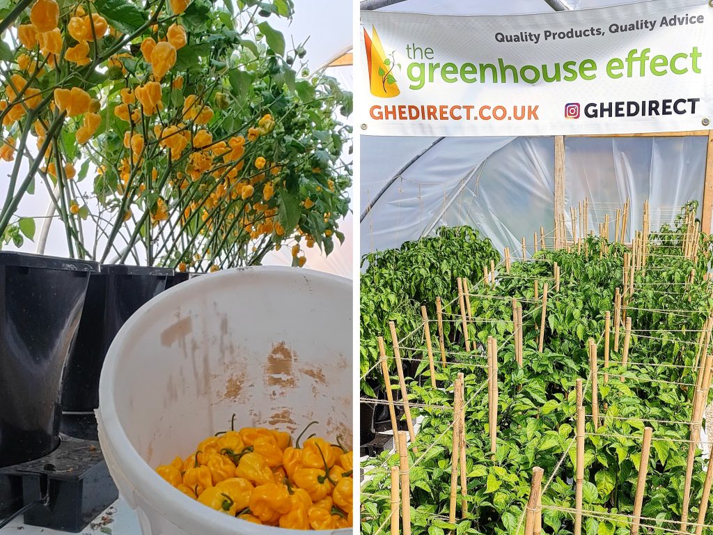 Above (L): Hot tubs all-round as harvest begins in the poly’s.
Above (R): The Greenhouse Effect of Milton Keynes have been huge supporters of Hot Dunstable