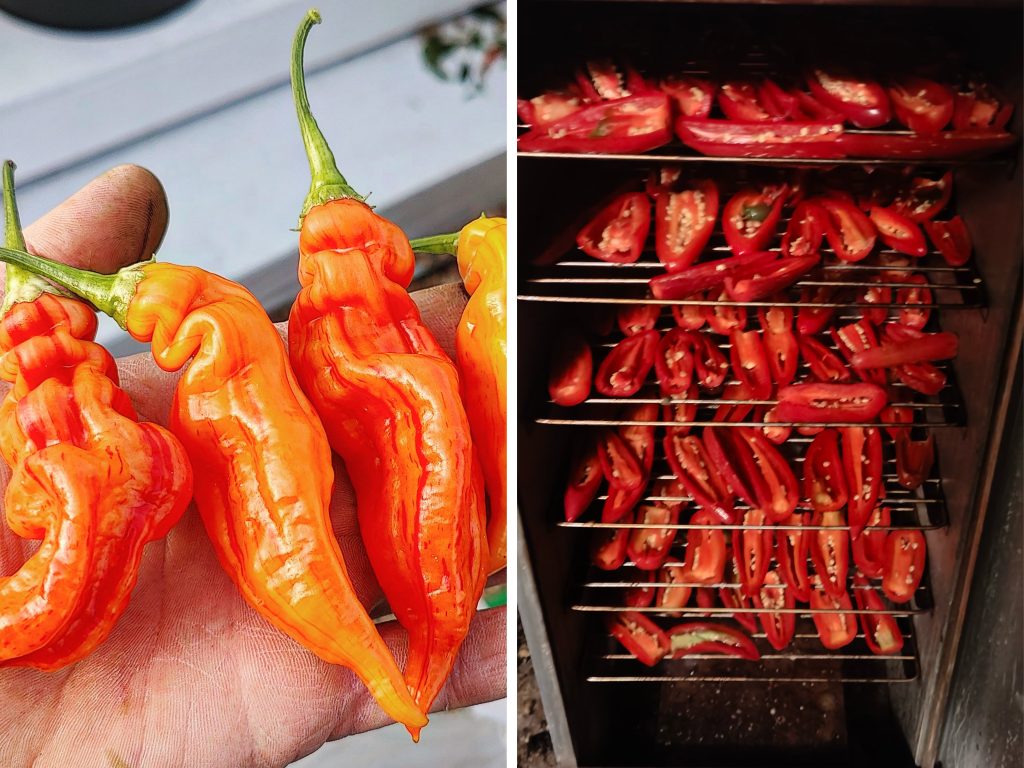 Above: Sweet smoke. Sugar Rush Stripey chillies (L) lend a greater degree of variation to Hot Dunstable’s output alongside classics such as jalapeños used for smoking