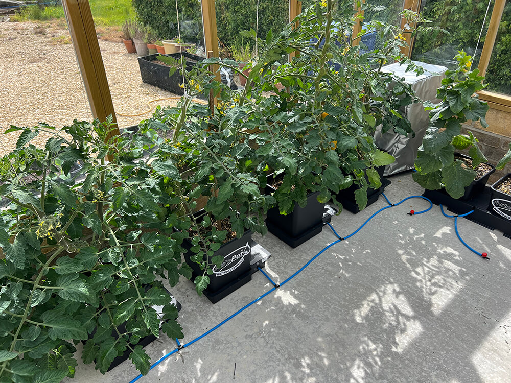 The tomatoes in the 6Pot (left) are being run up strings to ceiling-mounted tension rollers