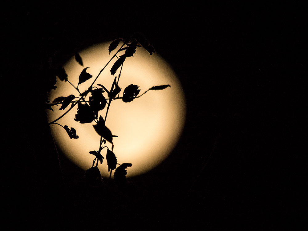 Beware the moon? Nope. Susy does give Creedence to our lunar lovely, but only with reference to a Biodynamic Moon Calendar.