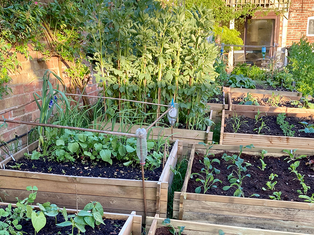 Above: Enough to do! Susy has two greenhouses, twelve raised beds an area for fruit trees, plus an allotment to maintain