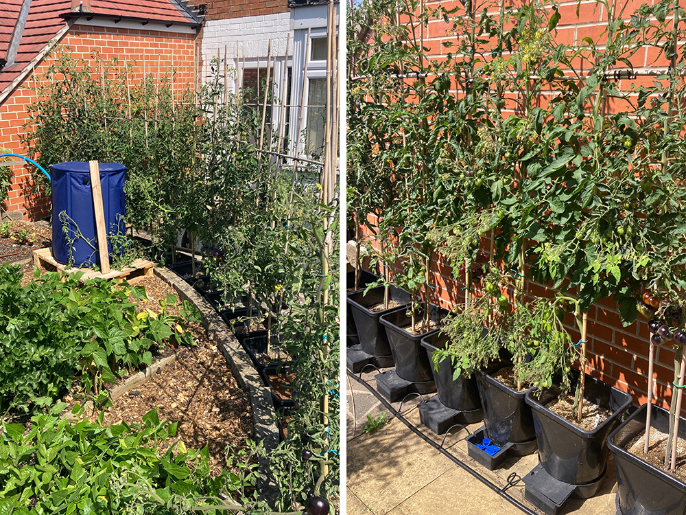 Superb trellis-work by Niall Radford giving support to his tomato plants