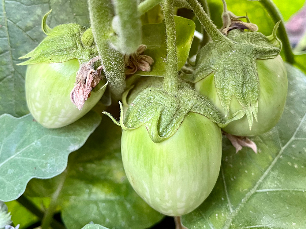 Above: Tomatoes on the grow in one of Susy’s greenhouses