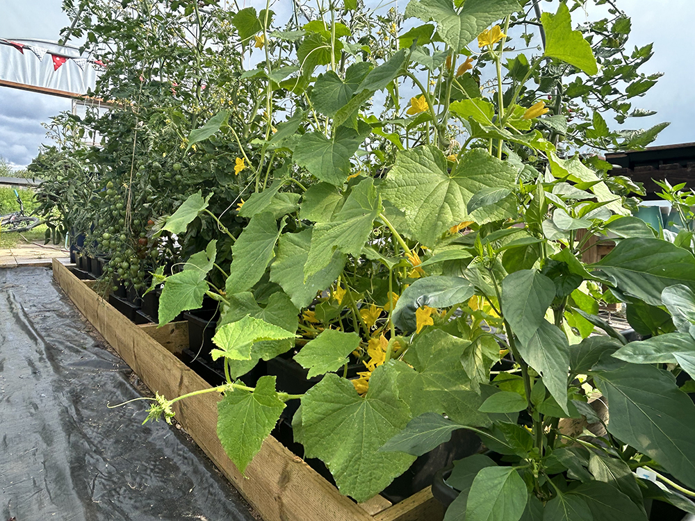 Make your bed! With AQUAbox Spyder! Pictured here feeding and watering SEAG’s yellow courgettes