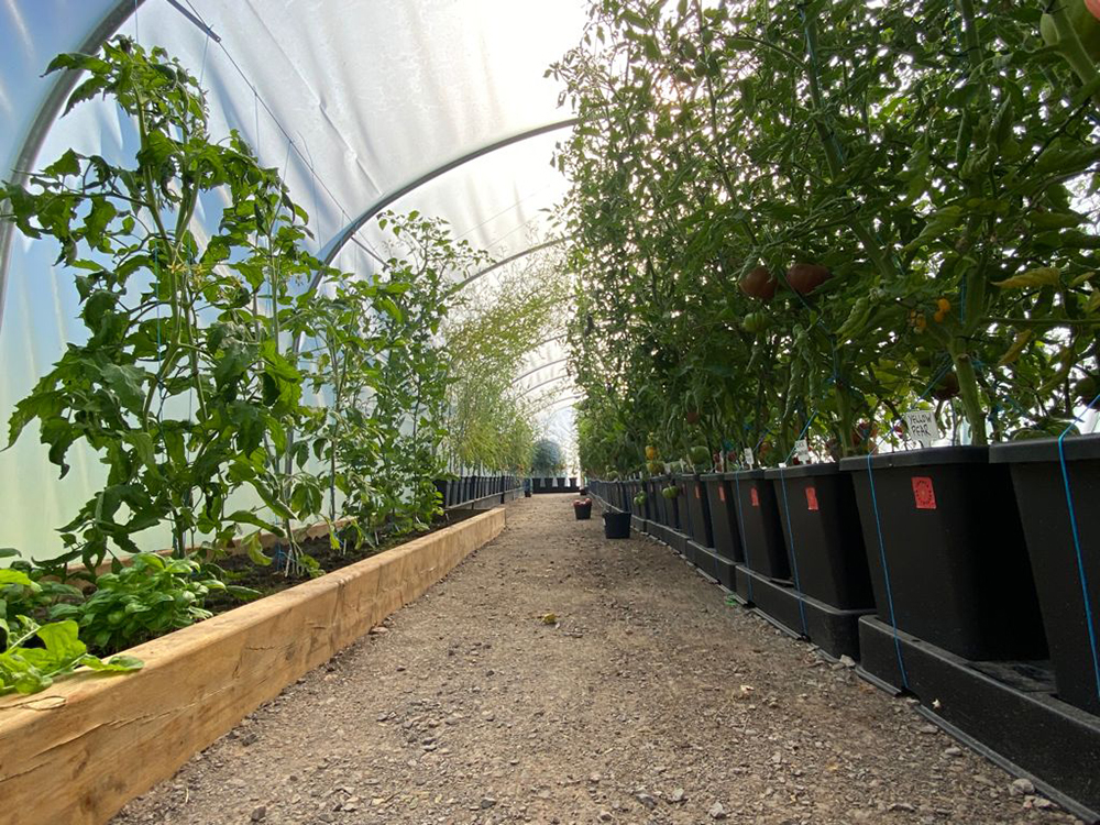 Part of Tomato Revolution’s seed breeding operation - utilising easy2grow modules