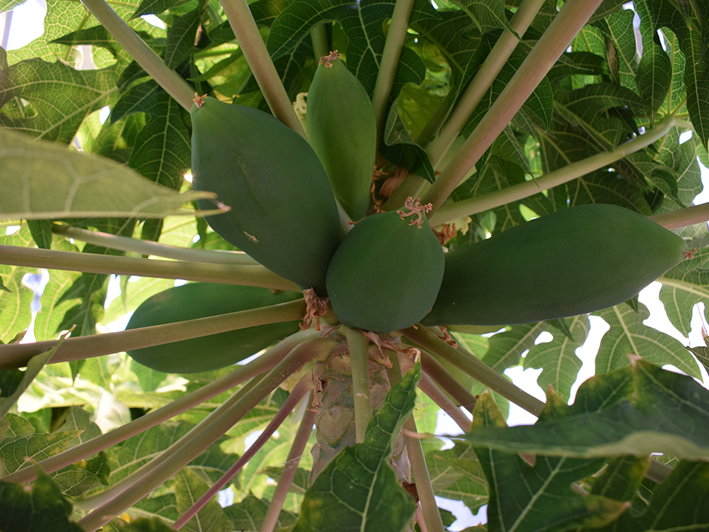 Up and under, fruits on the papaya