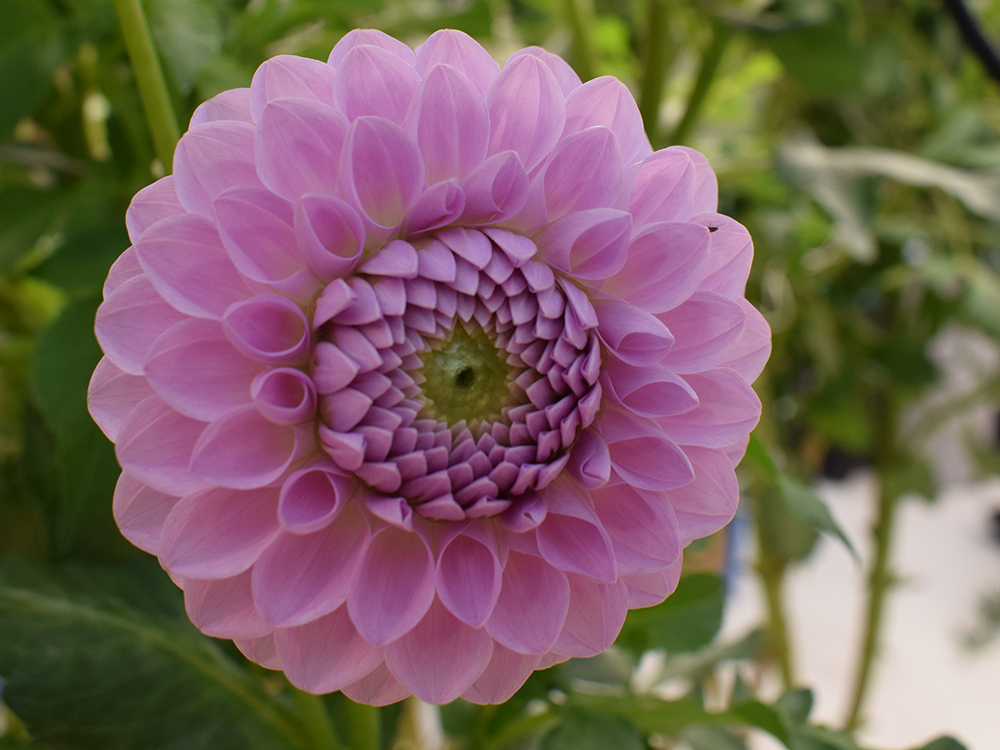 Accurate readings of your inputs is essential when dialing in your Dahlias