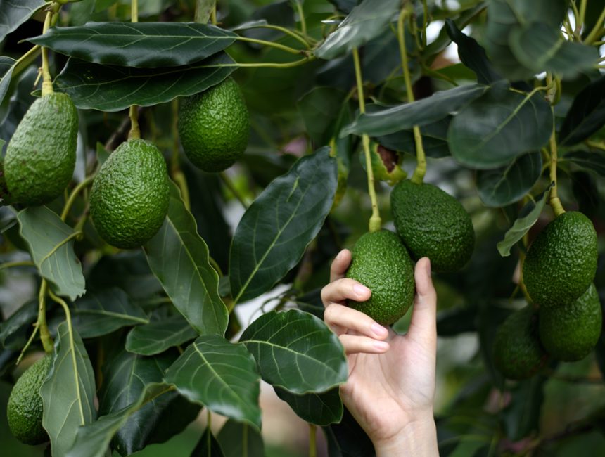 Woman's hands harvesting fresh ripe organic Hass Avocado