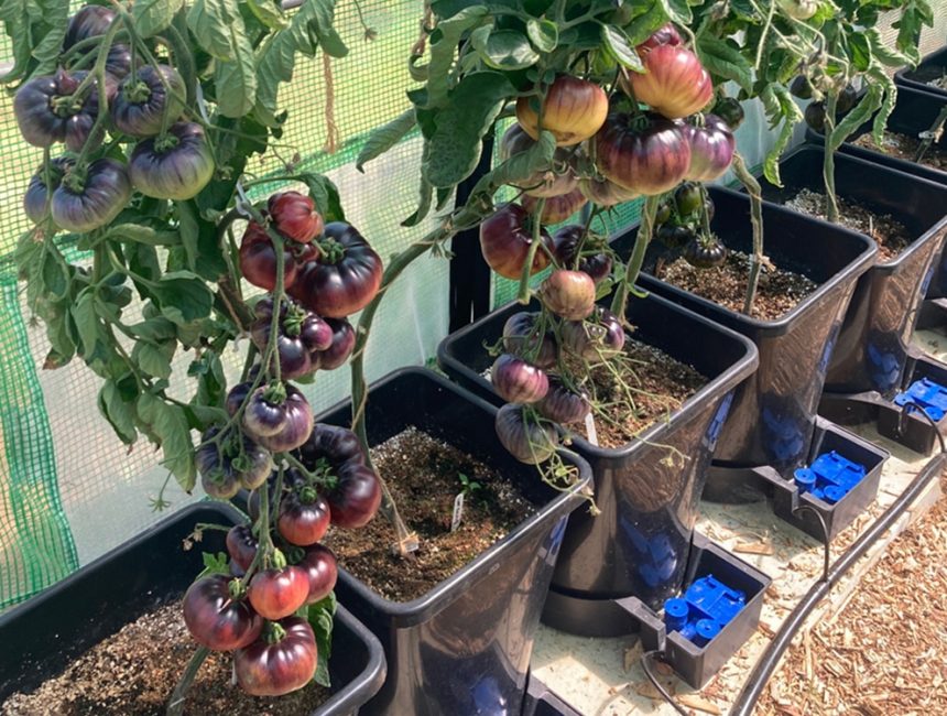 Niall radford growing his vegetable plants with AutoPot systems