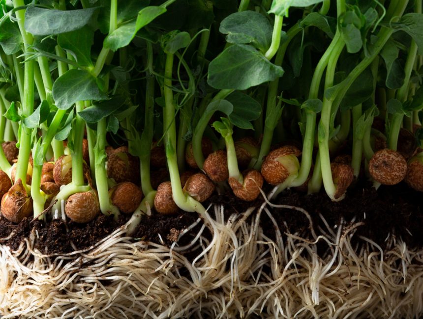 Growing pea sprouts in black soil. Healthy eating,vegeterian con