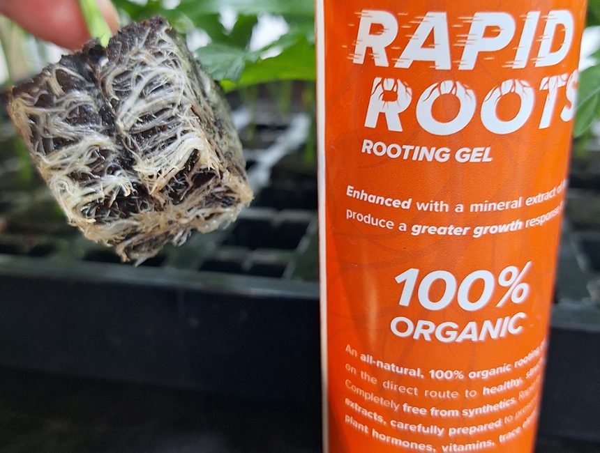 rapid roots