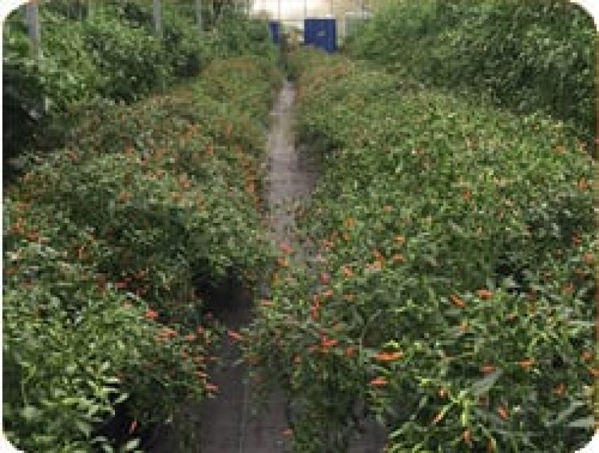 Chilli farm