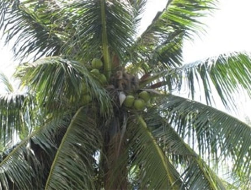 thai_coconuts