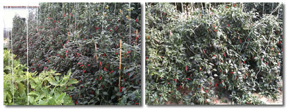 1530413_chillifestival