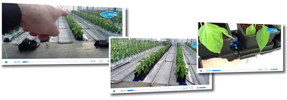 AutoPot Trial Picture