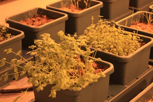 AutoPot in world's most Northery town