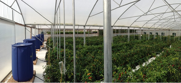 Brill View Farm Results