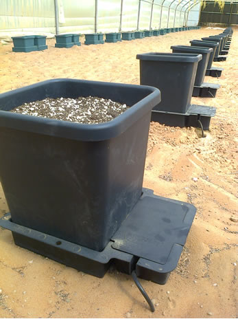 Cucumbers and Tomatoes in the UAE