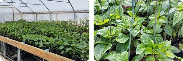 Planting Out At The Farm