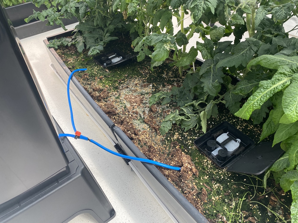 AQUAboxes ahoy! Two Straights in a narrow bed set up indoors at AutoPot R&D