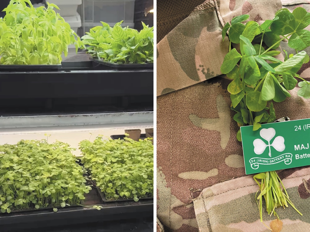 A couple of weeks of rampant growth and the sprigs are ready for inspection