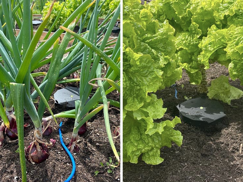 Hydrodaze of Newquay enjoying tremendous success with Spyders in their allotment plot