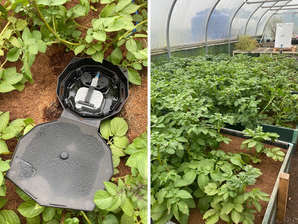 Above: Medwyn Williams OBE grew RHS Chelsea Gold Medal winning potatoes using his AQUAbox Spyders in indoor beds