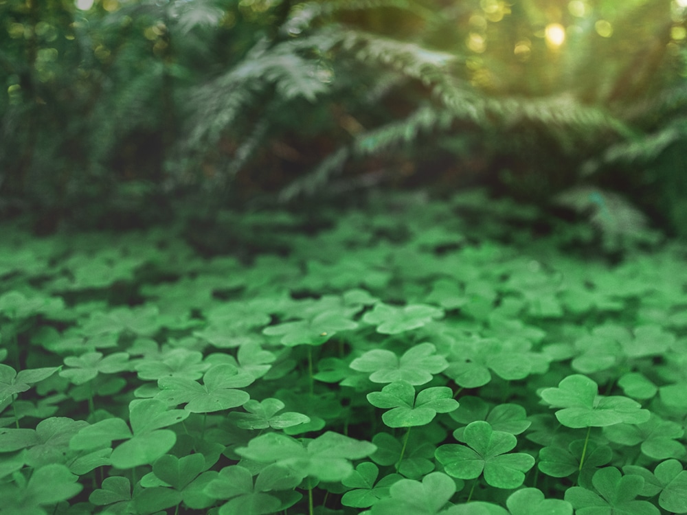 Shamrocks in their natural milieu, enjoying regular, uniform moisture