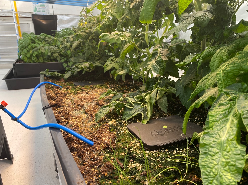 The AQUAbox Straight testbed is planted up with tomatoes grown from Tomato Revolution seeds