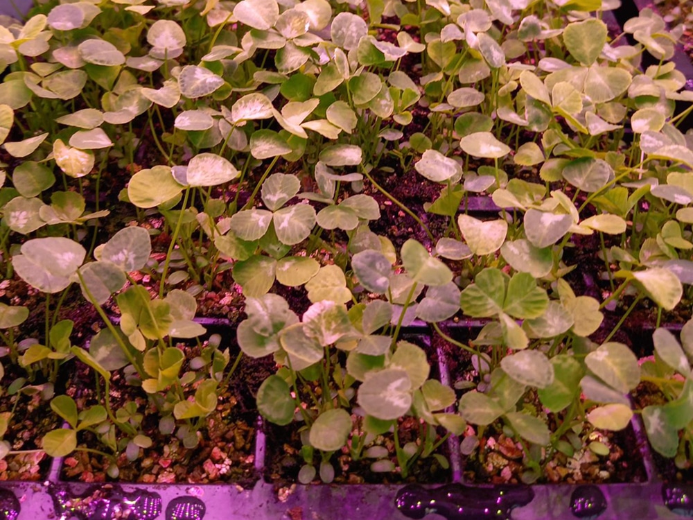 The shamrocks underway in a Tray2Grow system at AutoPot HQ