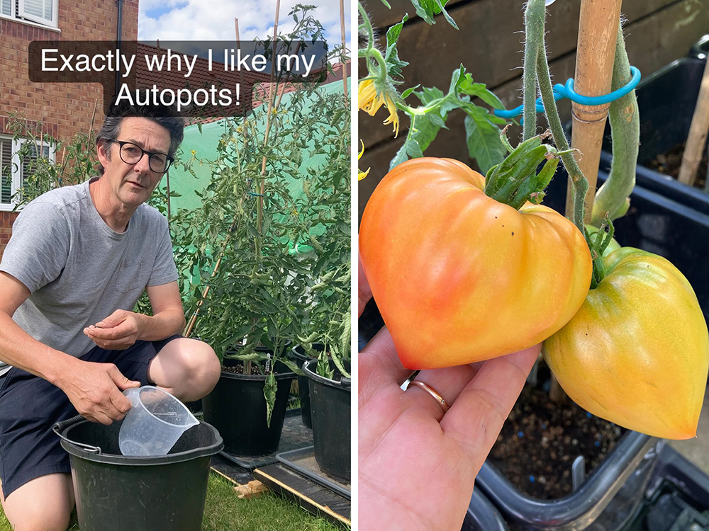 Enough said! Ah, go on then, you twisted our arm - Midnight Sun ripening beautifully in Niall’s ultra-responsive, water efficient systems