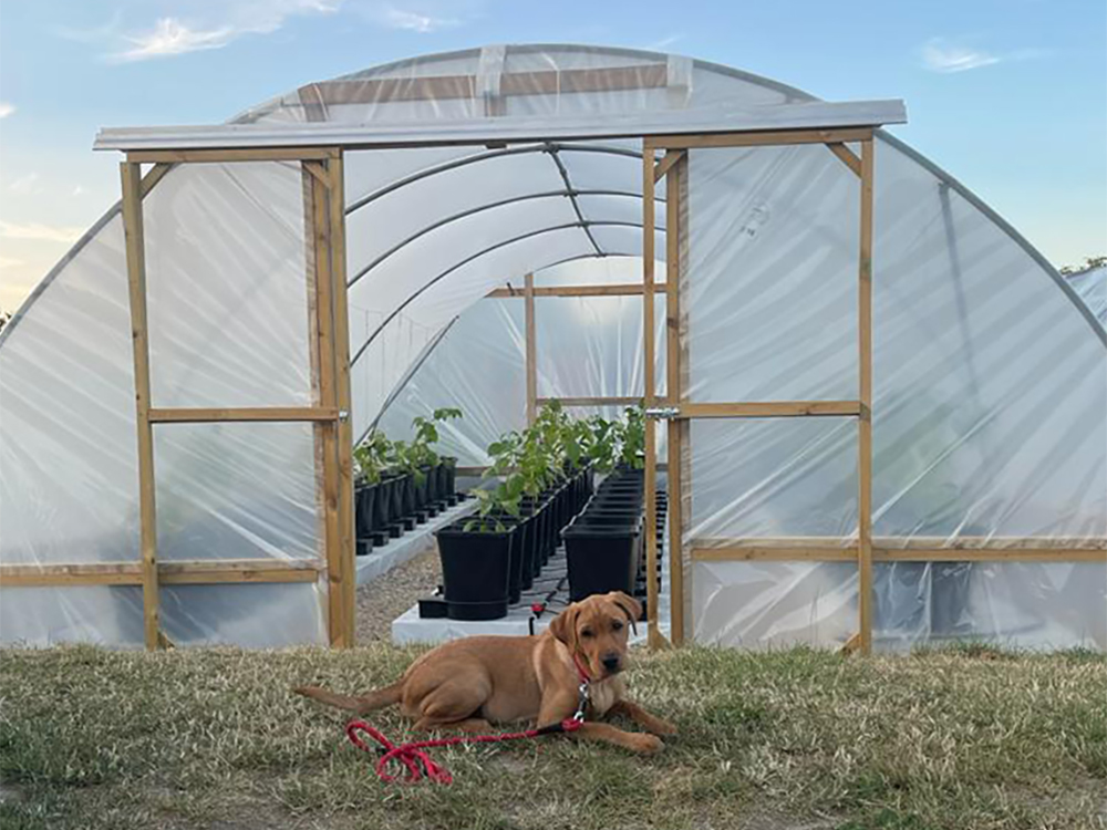 Above: Chilli Dog! Mike’s pooch stands (lies) guard over his master’s exemplary poly’s