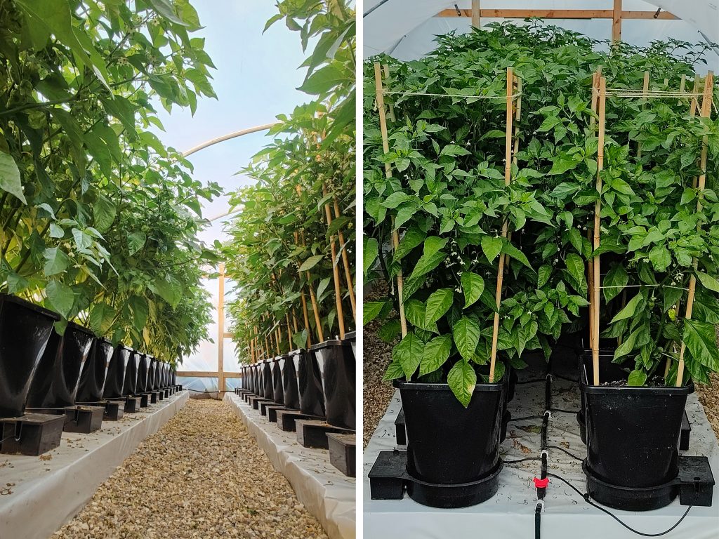 Above: Nothing to fear from the winds of change (or a refreshing breeze at least). Properly spaced plants benefit hugely from improved airflow.