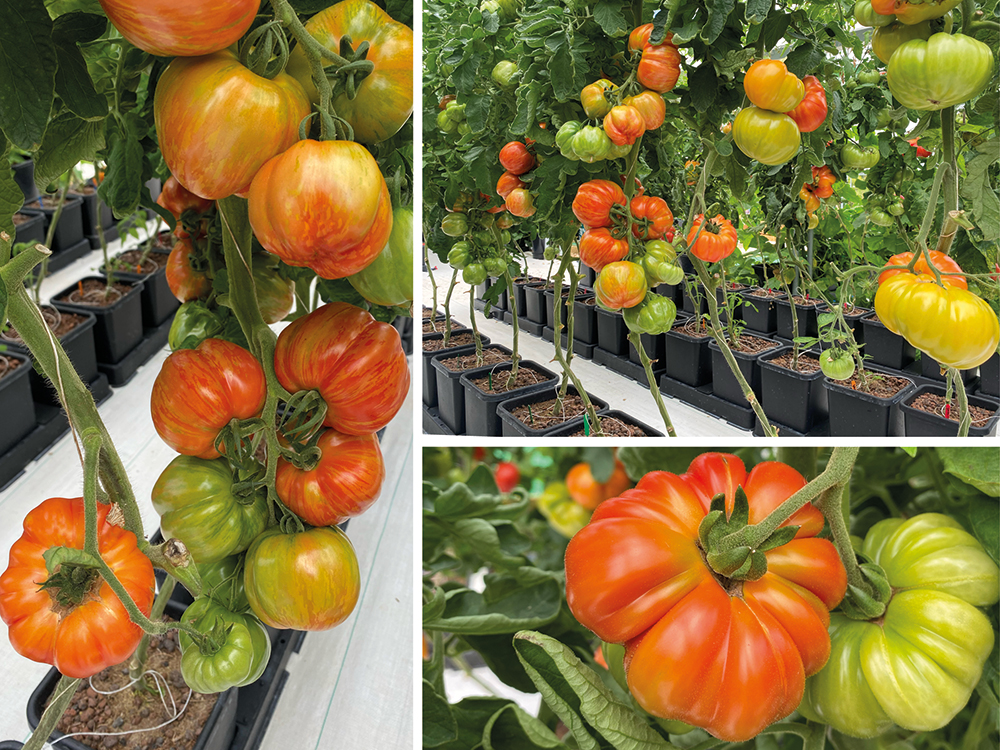 easy2grow lends itself easpecially well to vine crops with modules set up in long runs