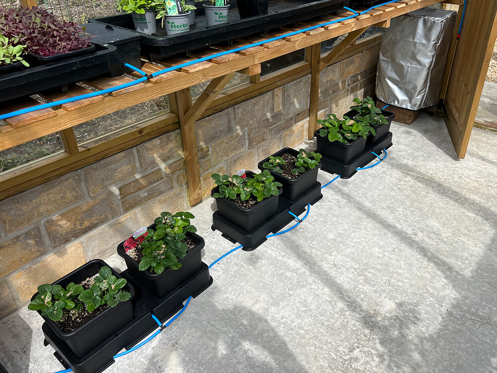 Chuffed to bits with this neat little easy2grow 6