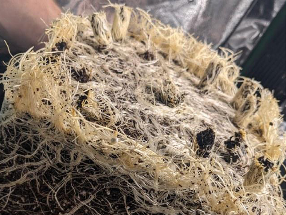 Your plant’s past, present, and future is all right here