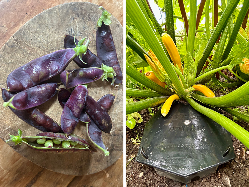 Fantastic colours! Purple Sugar Snaps and Yellow Courgettes turning the palette up to eleven