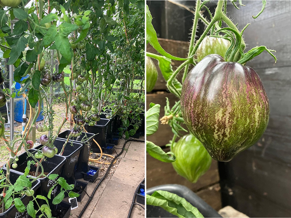 Fuzzy logic? Not a bit of it, Niall offers a clear-eyed vision of how easy cultivation can be