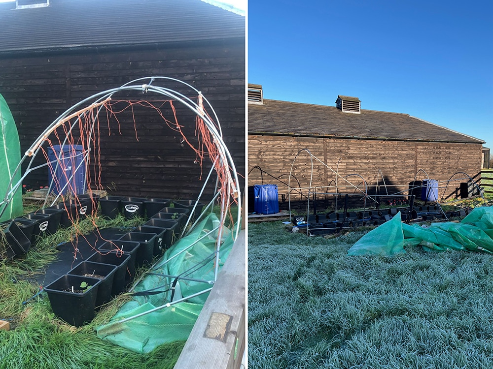 Oh no! The poly shack! Fortunately all Niall’s tomatoes
had been zip-wired to safety by Steve McQueen before it collapsed