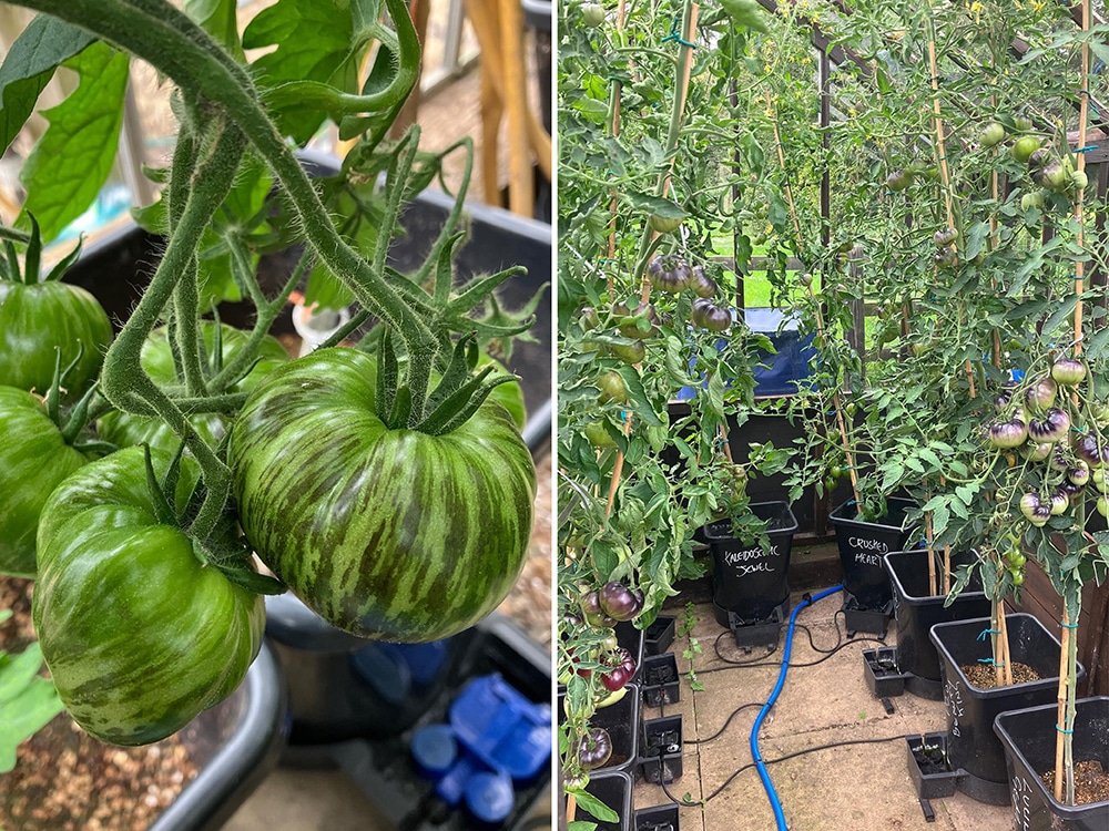 One golden glance, of what could be - a tiny sample of the diverse range
of tomatoes grown by Niall using automated plant watering